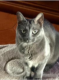 Do in adozione miccia