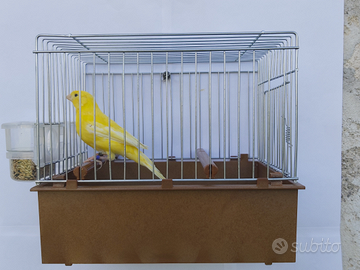 Canarini coppia Timbrado Spagnolo