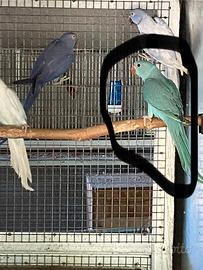 Parrocchetto blu
