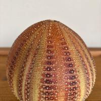 Scheletro riccio di mare