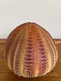 Scheletro riccio di mare