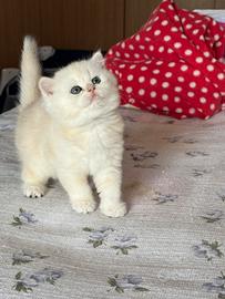 Gattina British/Scottish straight