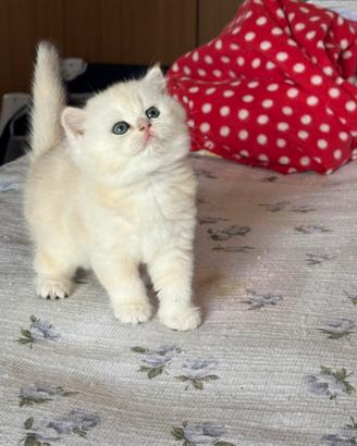 Gattina British/Scottish straight