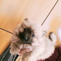 Spitz di pomerania toy