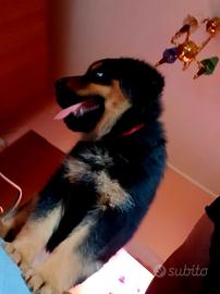 Rottweiler