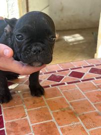 Cuccioli bulldog francesi