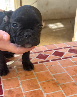 Cuccioli bulldog francesi