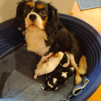 Cavalier king maschi e femmine