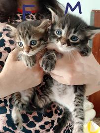  gattina 