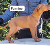 Cuccioli di cirneco dell'etna figli di campioni