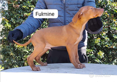 Cuccioli di cirneco dell'etna figli di campioni