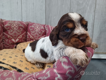 Cocker Spaniel Tricolore cioccolato