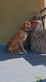 Cagnolino maschio 4 anni
