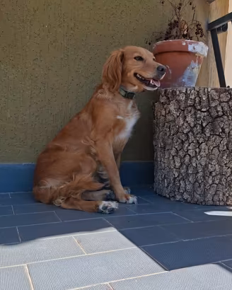 Cagnolino maschio 4 anni