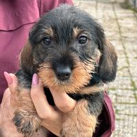 Cuccioli di bassotto a pelo duro