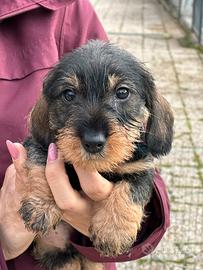 Cuccioli di bassotto a pelo duro