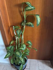 Piante