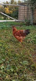 Gallo