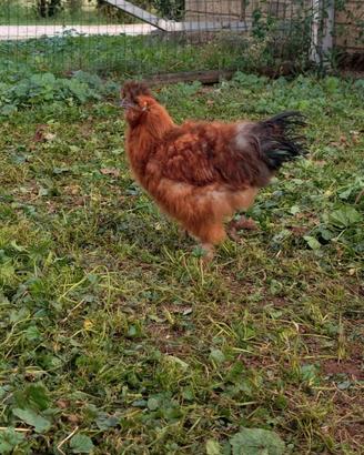 Gallo
