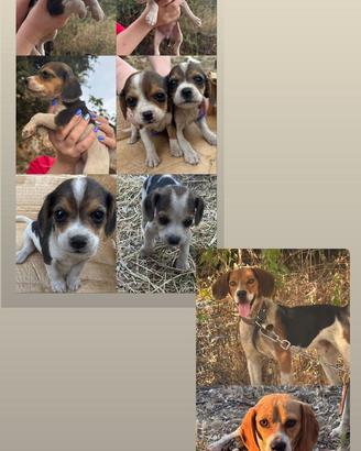 Beagle