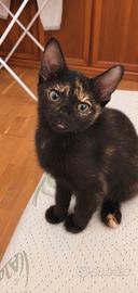 Ultima gattina disponibile, dolce nera