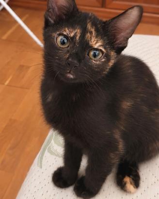 Ultima gattina disponibile, dolce nera