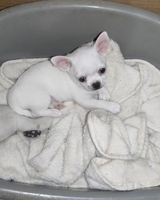 chihuahua 