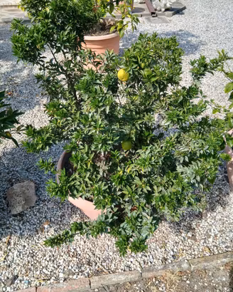 Piante