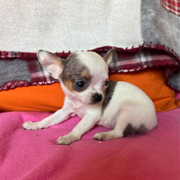 Chihuahua femmina pelo raso dimensione tea Cup