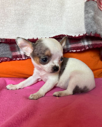 Chihuahua femmina pelo raso dimensione tea Cup