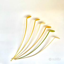 cucchiaini da tè freddo vintage di Tupperware.