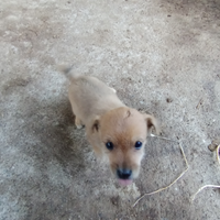 Cuccioli di incroci tra Jack russel e pincher