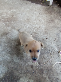 Cuccioli di incroci tra Jack russel e pincher