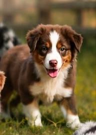 Australian Shepherd