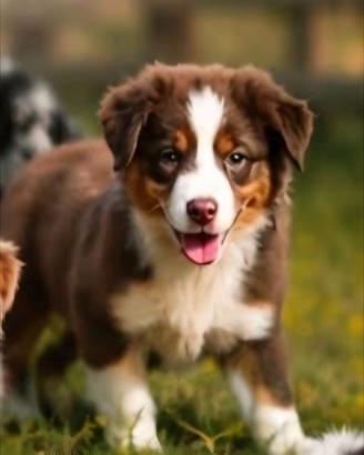 Australian Shepherd