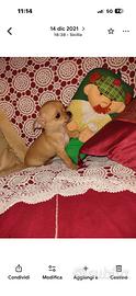 Chihuahua Masch