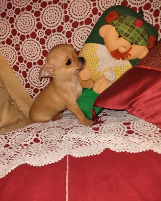 Chihuahua Masch