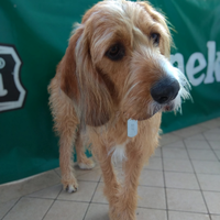 Adozione cane taglia media