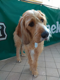 Adozione cane taglia media