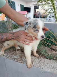 Cuccioli di pastore australiano