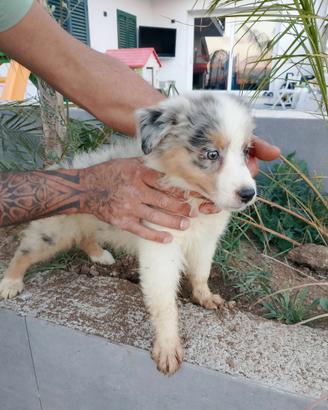Cuccioli di pastore australiano