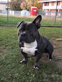 American bully Pocket per monta