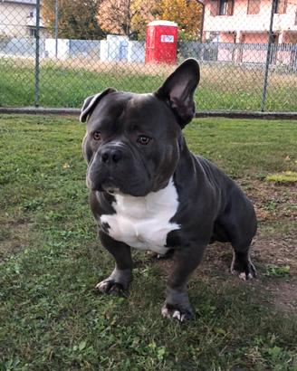 American bully Pocket per monta