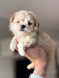 Maltipoo toy