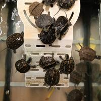 Tartarughe acquatiche