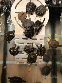 Tartarughe acquatiche