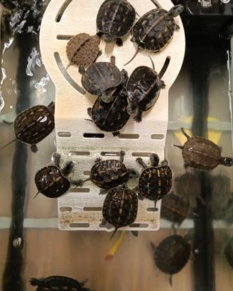 Tartarughe acquatiche