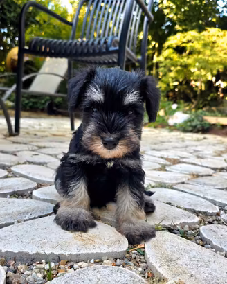 Schnauzer nano nero argento