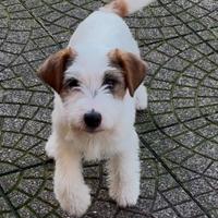 Cuccioli di Jack Russell Terrier