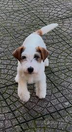 Cuccioli di Jack Russell Terrier